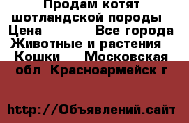 Продам котят шотландской породы › Цена ­ 2 000 - Все города Животные и растения » Кошки   . Московская обл.,Красноармейск г.